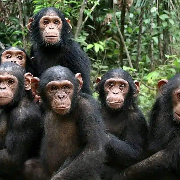 Chimpanzees posed for photograph at Mahale Mountains National Park in Tanzania.-awaken
