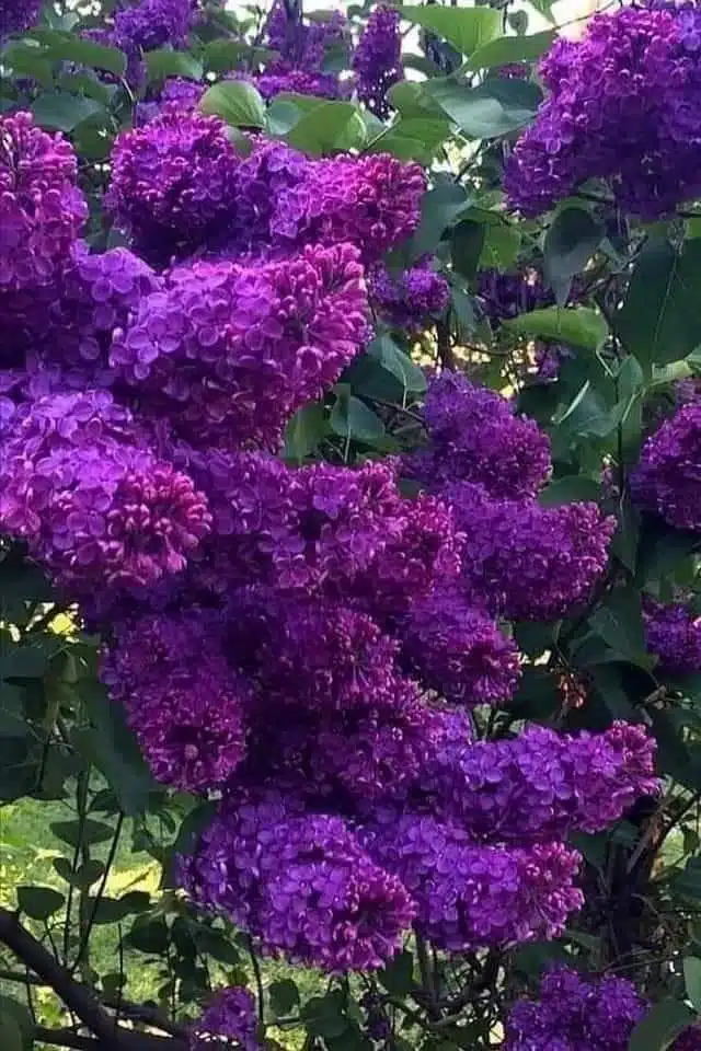 The beauty of lilacs-awaken