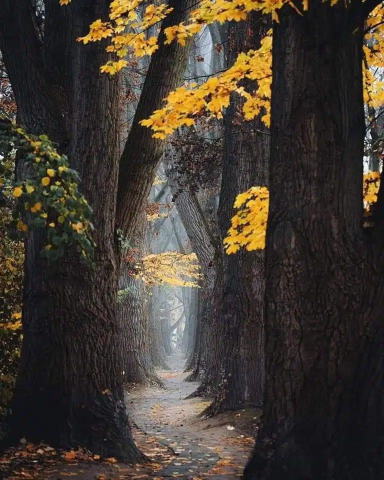 Autumn Path-awaken
