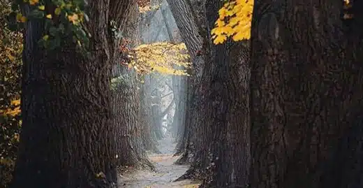 90-Autumn-Path-awaken