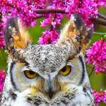 Owl-awaken