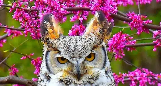 Owl-awaken
