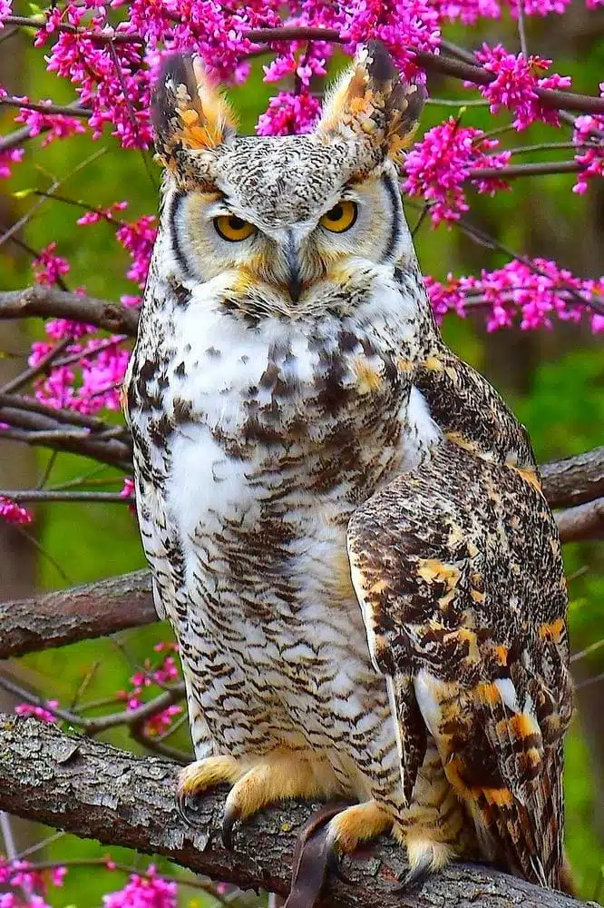 Horned Owl-awaken