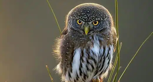 pygmy-owl-awaken