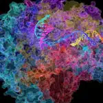 RNA-polymerase-DNA-transcription-aging-longevity-awaken