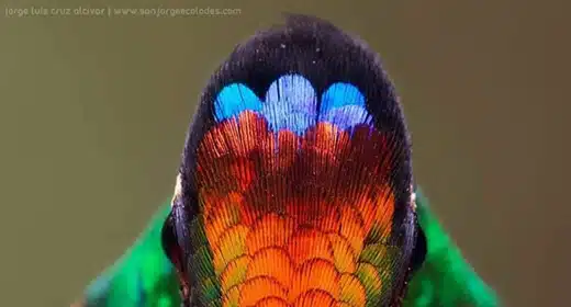 Hummingbird-awaken