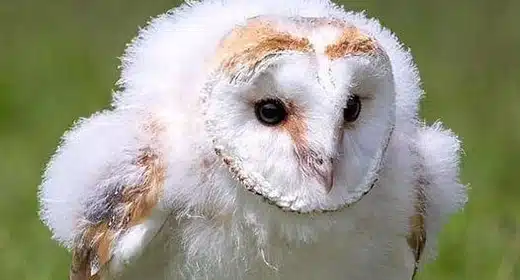 Barn owl 2-awaken
