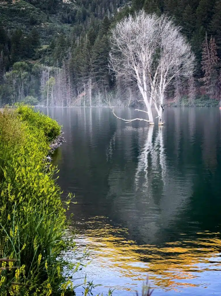 Ghostly old tree in Tibble Fork Reservoir
Uinta National Forest, Utah, USA
-awaken