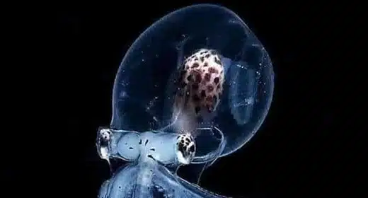 glass octopus-awaken