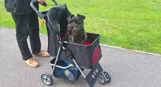 senior dog in the stroller-awaken