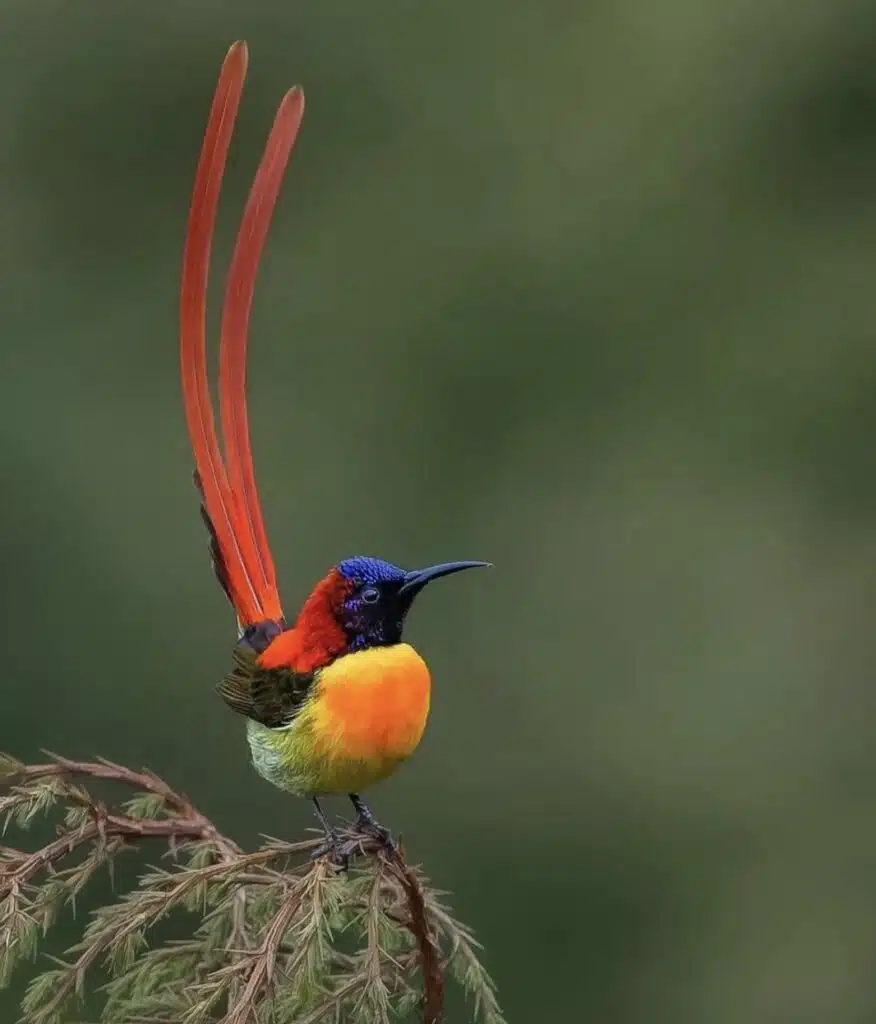 A Fire-tailed Sunbird-awaken