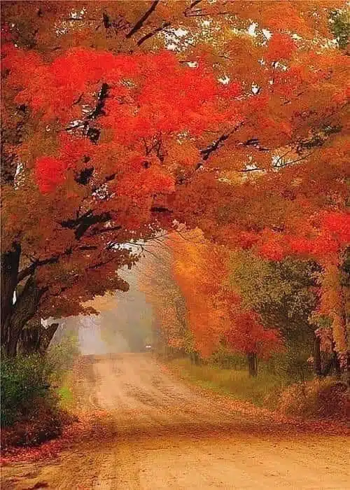 Nothing says autumn quite like a drive down a country road. Love it!-awaken