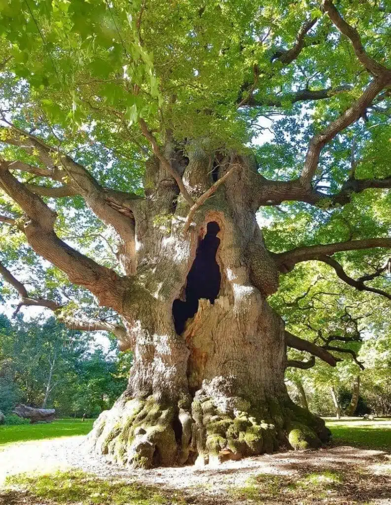 “Majesty Oak” in Fredville Park near Dover (UK)-awaken