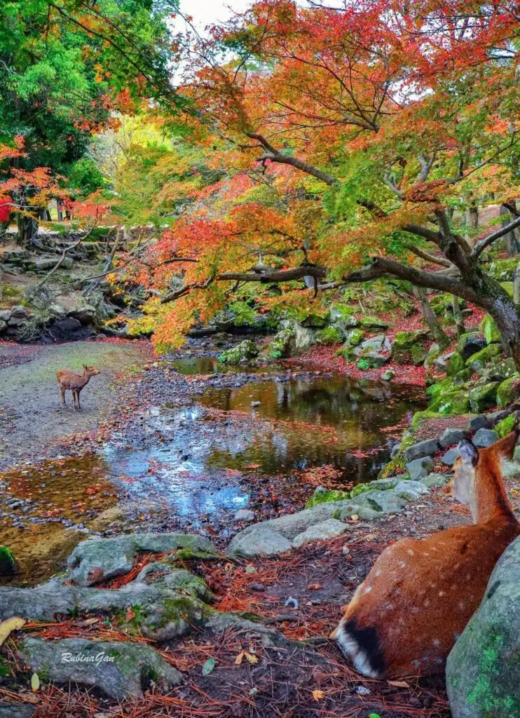 Autumn view. 
Nara, Japan.-awaken
