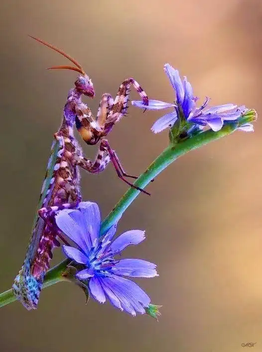 Orchid Mantis on a blue flower.-awaken