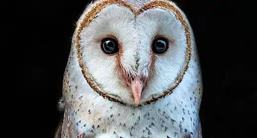 Barn Owl -awaken