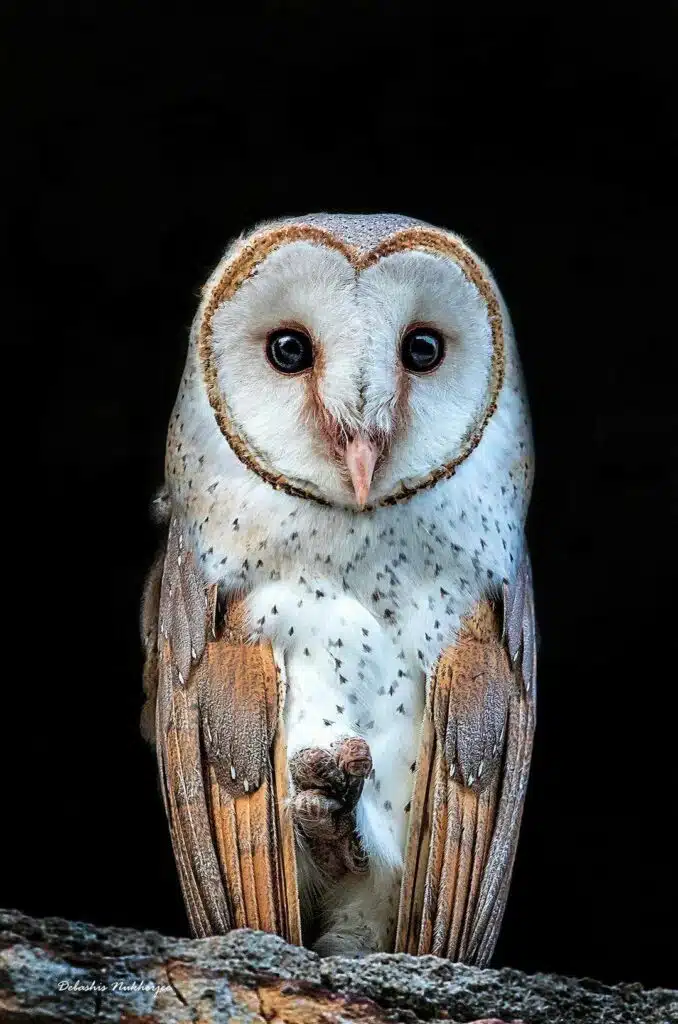 Barn Owl in first light. Kolakata, West Bengel-awaken