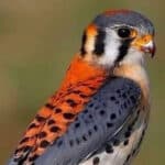 American Kestrel-awaken