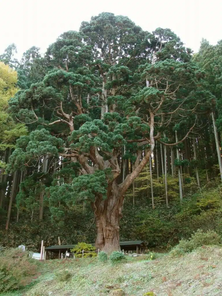 Japanese cedar or Sugi (Cryptomeria japonica)-awaken