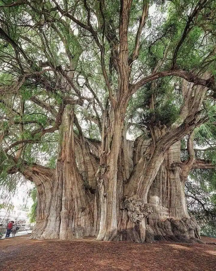 Oaxaca tree in Mexico-awaken