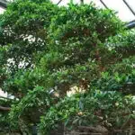 World's oldest Bonsai Tree-awaken