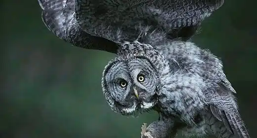 Great Grey Owl-awaken
