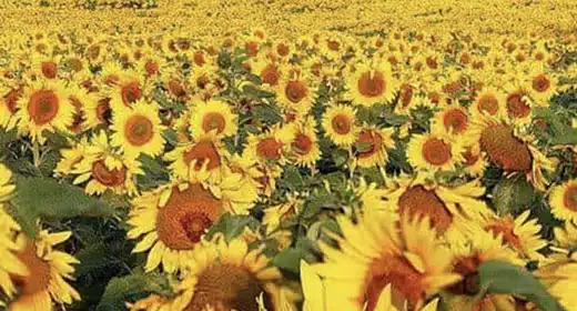 The Sunflower is Ukraine’s national flower-awaken