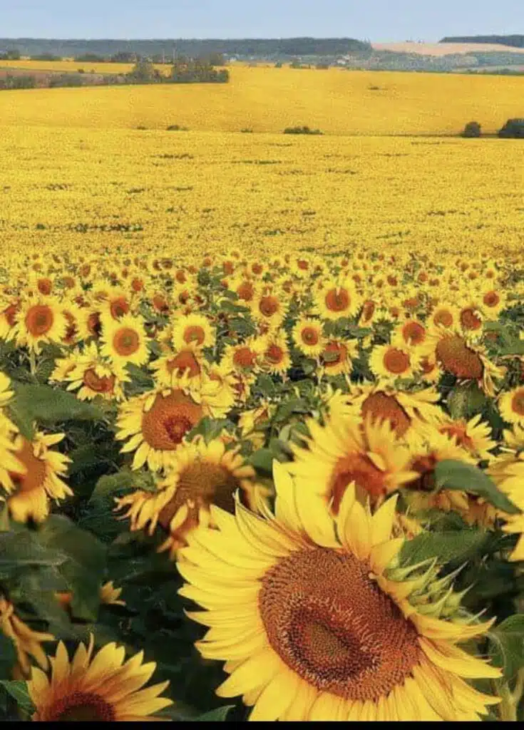 The Sunflower is Ukraine’s national flower-awaken