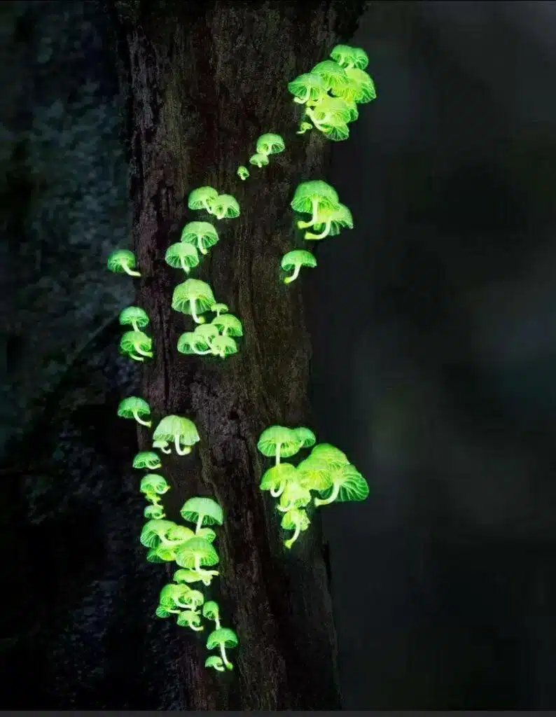 awaken-Stunning Forest light mushrooms : are among the one hundred fungi species that are bioluminescent. They are usually found in Asia. Image credit: TIM FLATCH