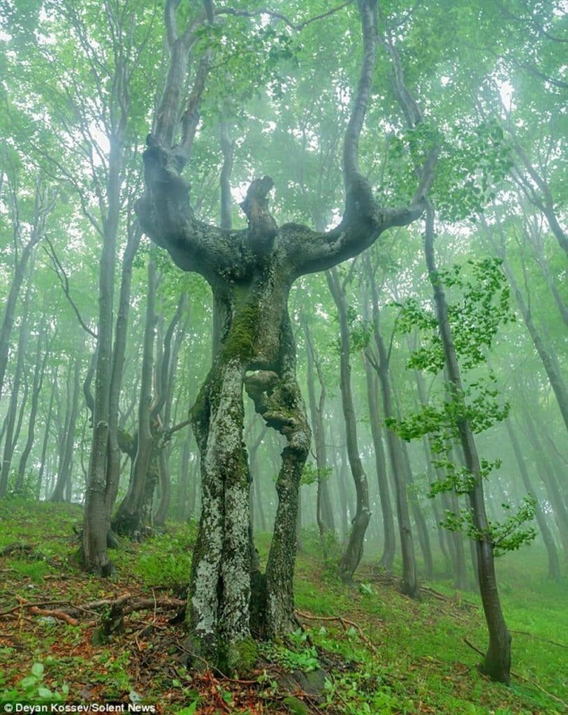 This very unusual looking tree is located in the forests of the Balkan mountains, Bulgaria.-awaken