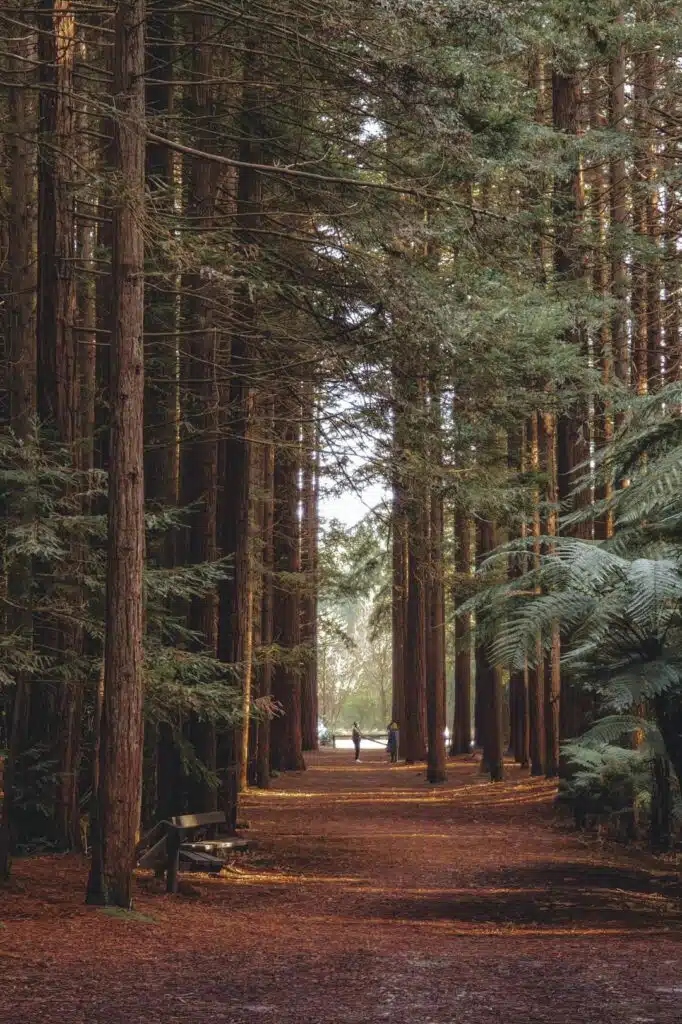 Redwoods forest-New Zealand-awaken