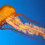 jellyfish-awaken