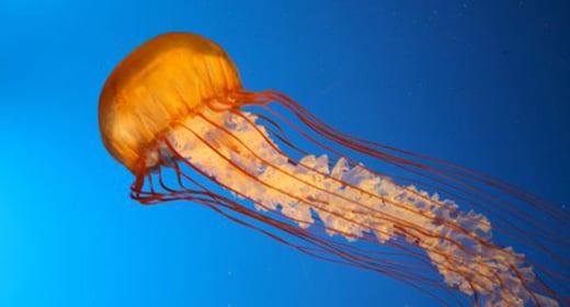 jellyfish-awaken