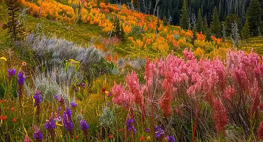 Alpine Pond Trail in Cedar Breaks National Monument-awaken