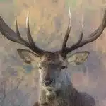 Red Deer-awaken