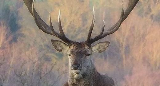 Red Deer-awaken