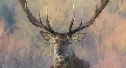 Red Deer-awaken