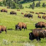 Custer State Park, South Dakota-awaken