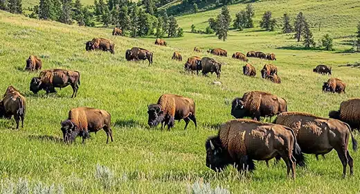 Custer State Park, South Dakota-awaken