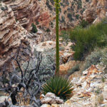 Kaibab agave-awaken