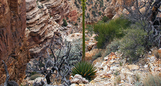 Kaibab agave-awaken