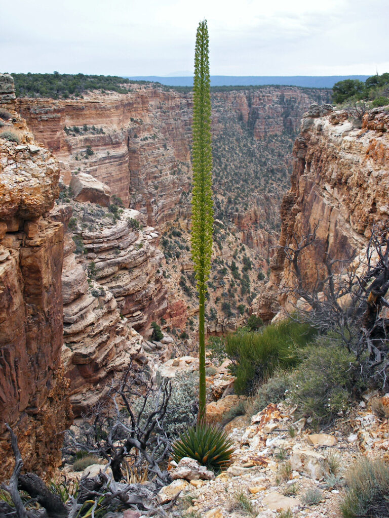 Kaibab agave near Papago Point, Grand Canyon, Arizona-awaken