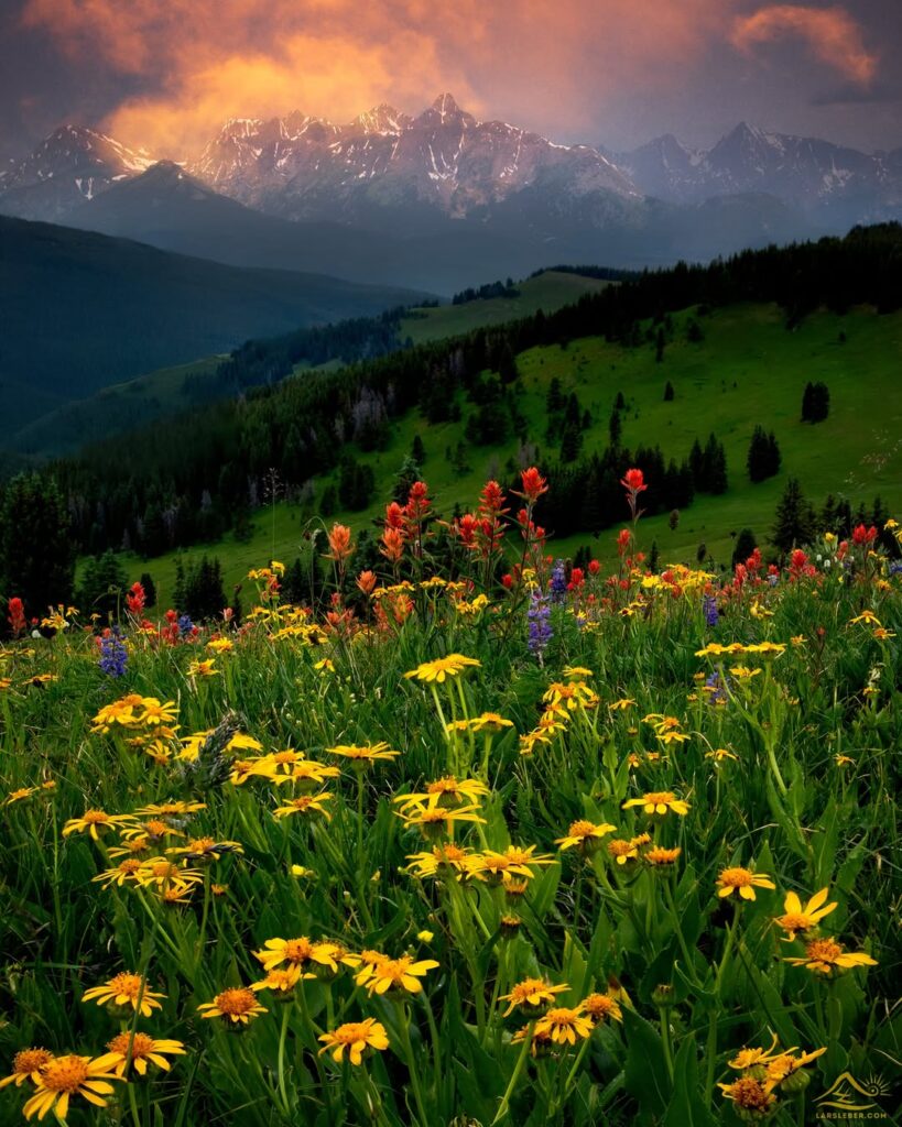 Wildflowers in Colorado-awaken