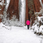 Winter wonderland in Sequoia National Park-awaken