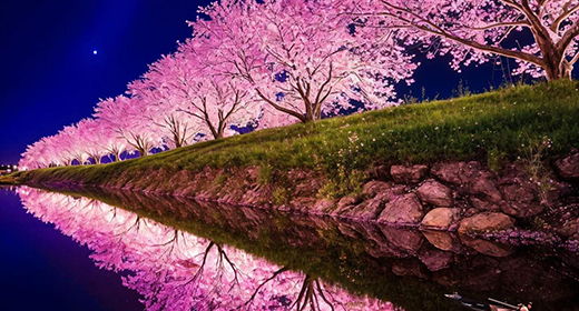 Cherry blossom-awaken