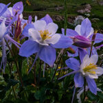 American Basin near Lake City, Colorado-awaken