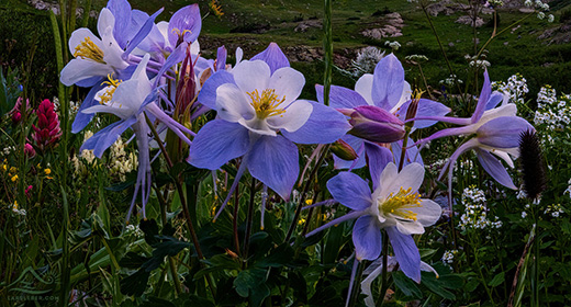 American Basin near Lake City, Colorado-awaken