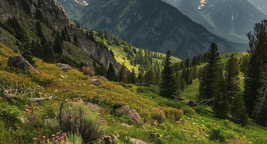 Bridger-Teton National Forest-awaken