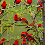 A flock of Brazilian Tanagers-awaken