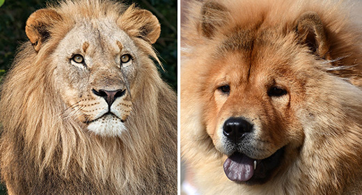 Lion, Dogs-awaken